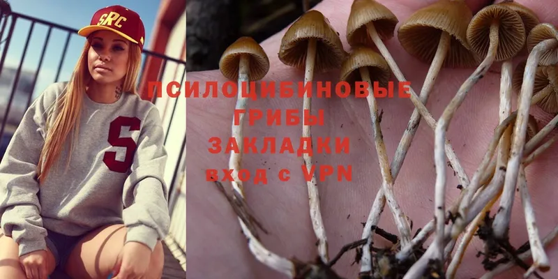 Галлюциногенные грибы Psilocybine cubensis  mega   Соль-Илецк 